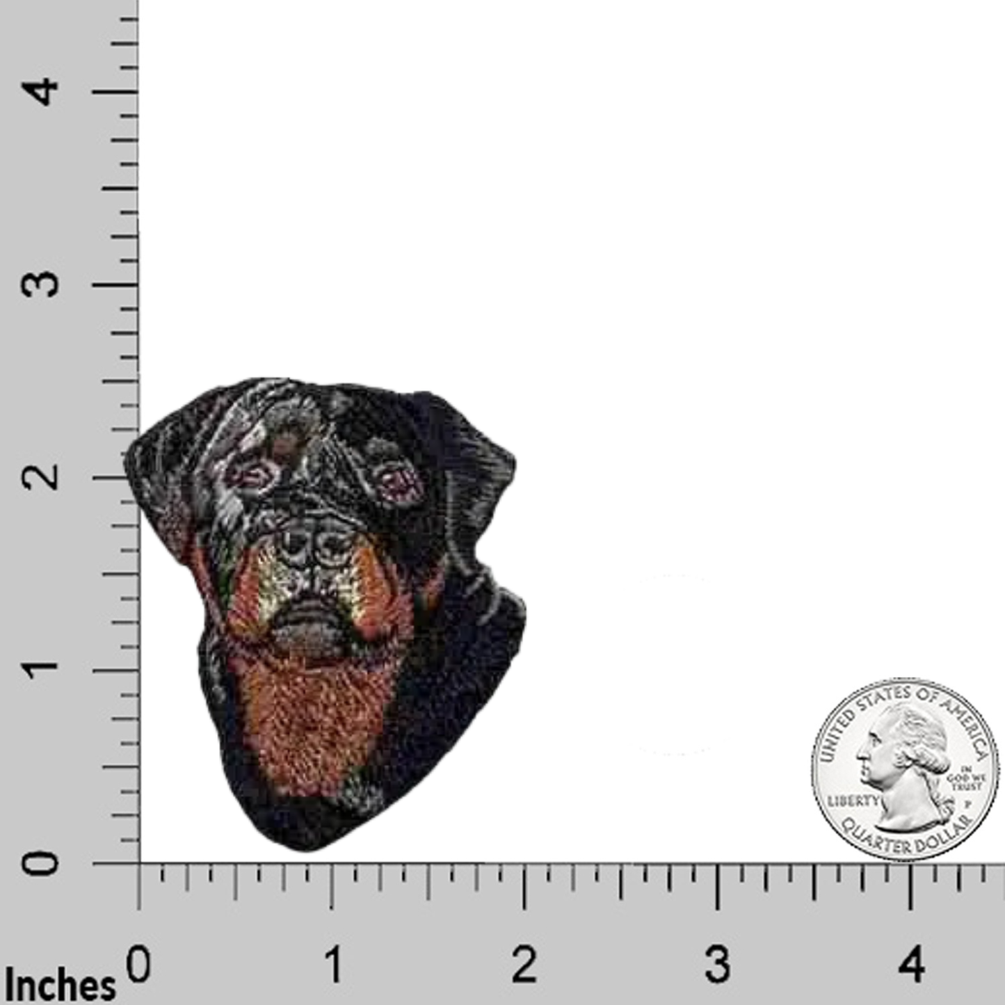 Laughing Lizards Rottweiler Dog Head Iron On Patch 3-Pack, shown on a grid with inch markers and a US quarter for size. Ideal for customizing jackets, bags, or hats.