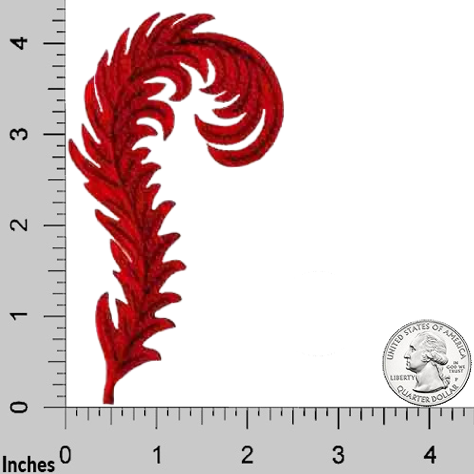 The Laughing Lizards Red Hat Feather (2-Pack) Iron On Patch, featuring a red fern-like design, is shown on a white background beside a ruler and a US quarter to display its approximately 4-inch length.