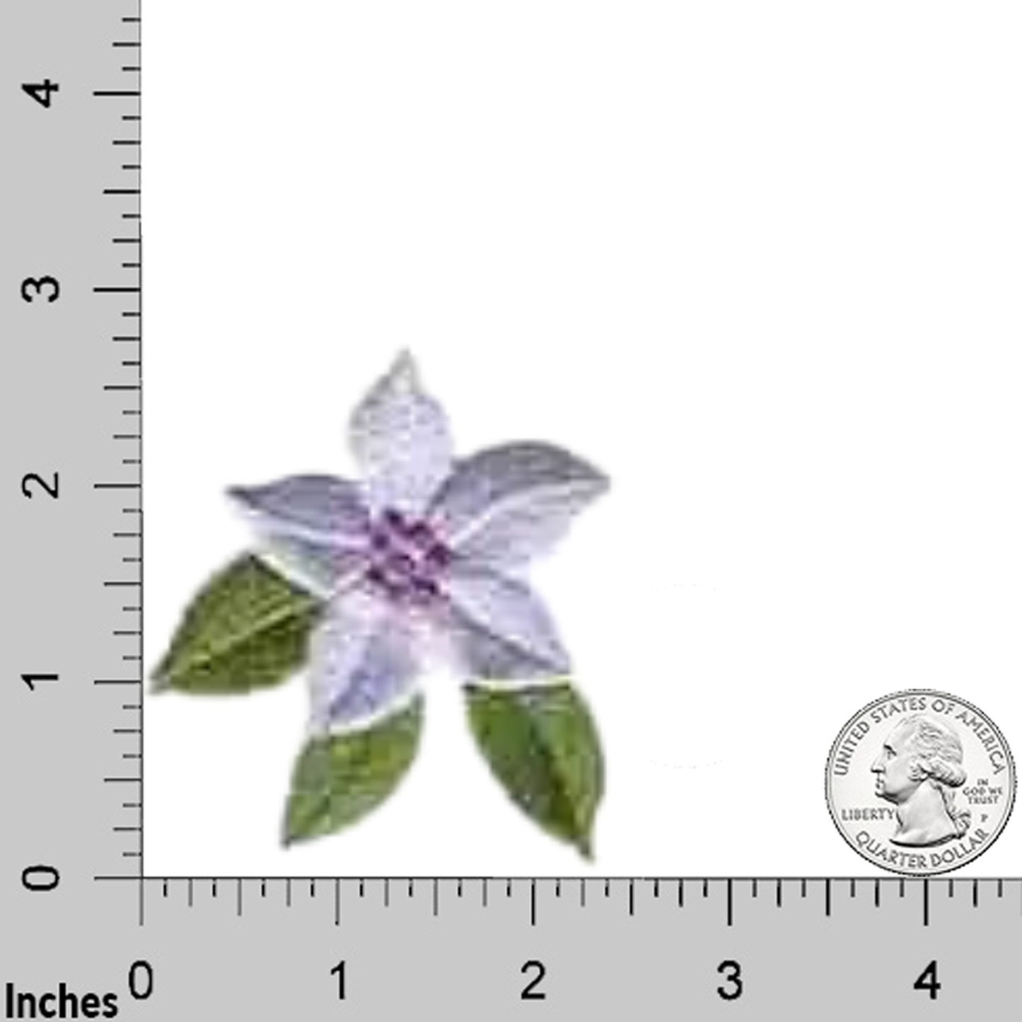 The Laughing Lizards Single Purple Flower (3-Pack) Iron On Patch is displayed beside a US quarter on an inch-marked grid, showing its small size—ideal for DIY crafts or personalizing your favorite items.