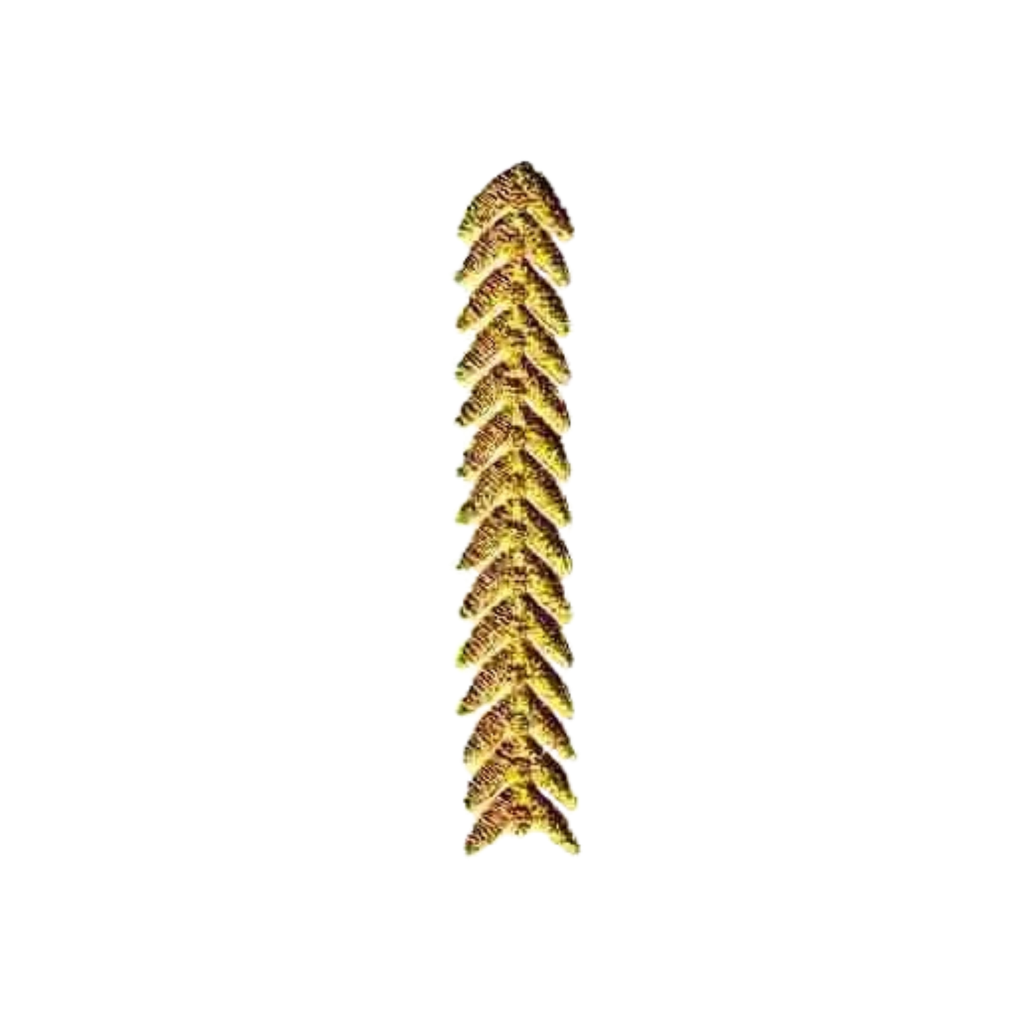 A single, upright, yellow-brown pinecone stands on a white background, its textured scales recalling the detail of the Laughing Lizards Gold Chevron Strip (3-Pack) Iron On Military Patch.