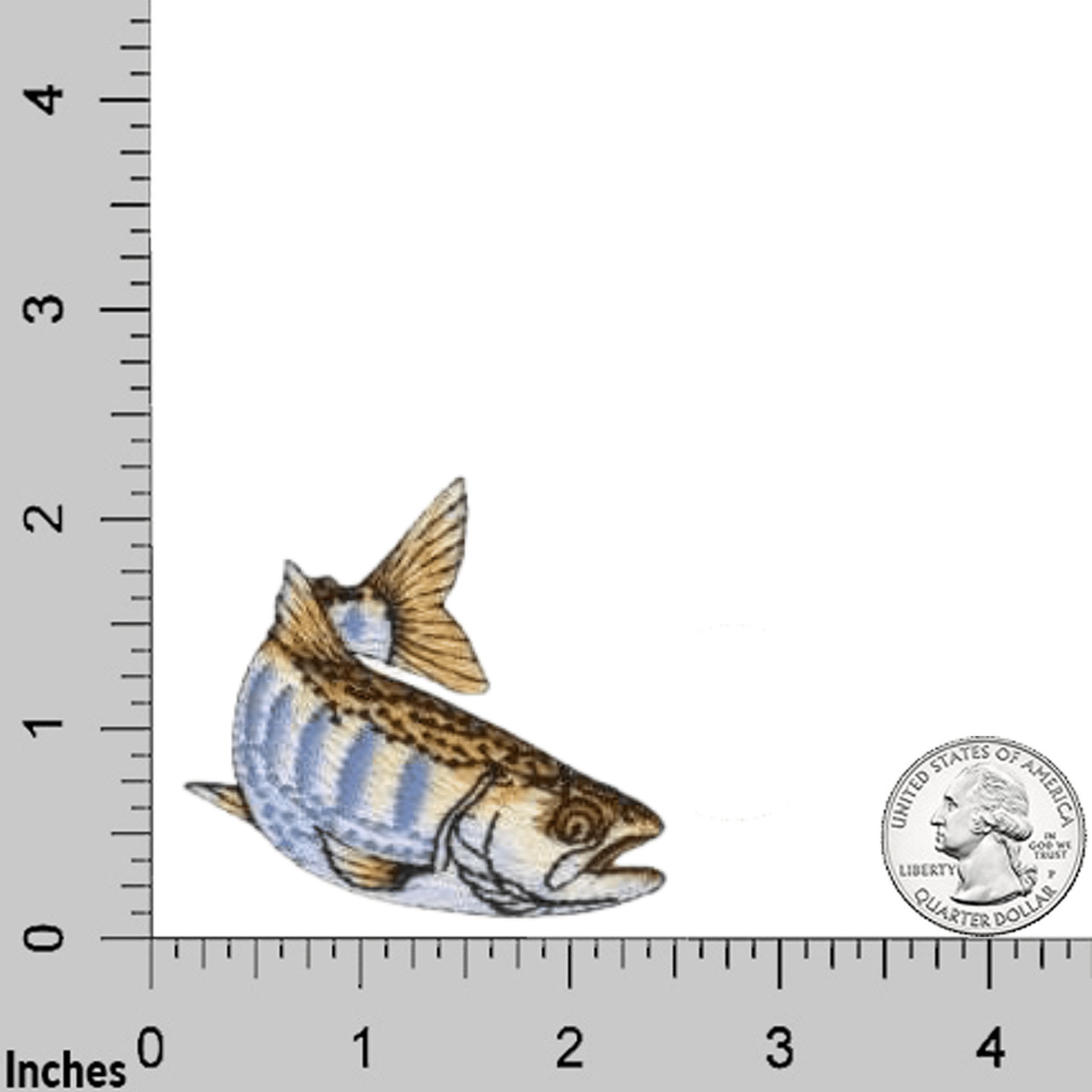 An image of Trout Patches (3-Pack) Fish Embroidered Iron On Patch Appliques with a ruler next to it.